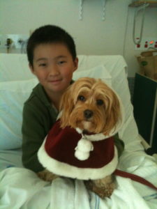 Winnie the shih tzu visiting the hospital at Christmas