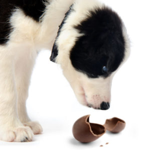 A dog with a chocolate egg