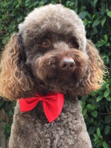 Poodle with red bow tie