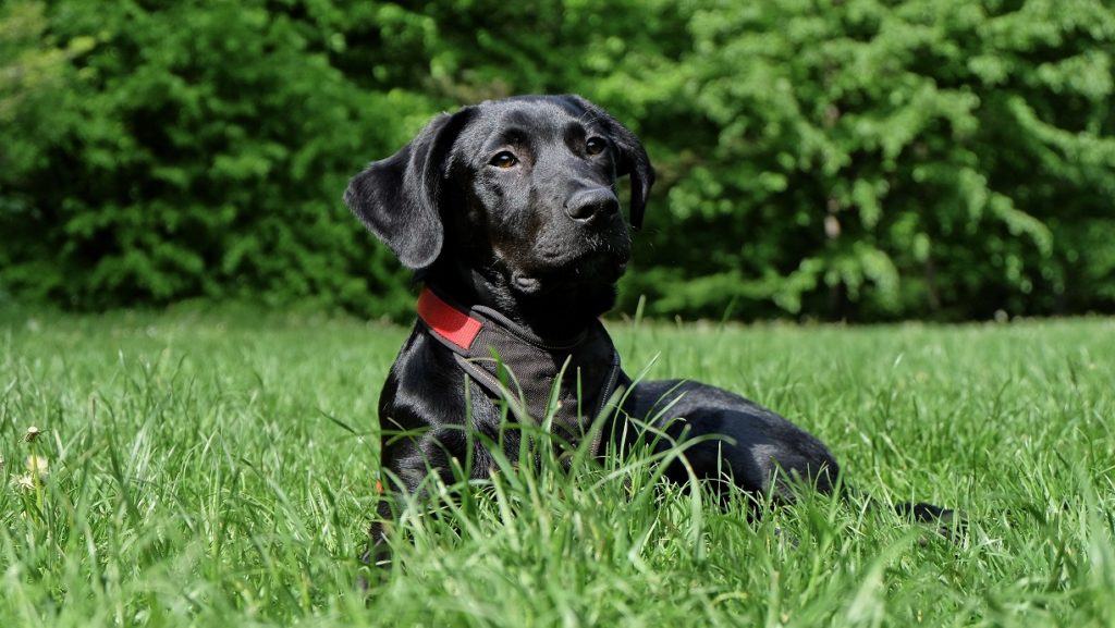 Black dog sitting in the grass