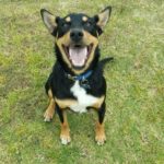 Ralph the Kelpie