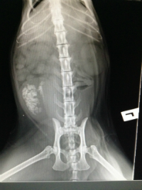 Not the kind of rock that you want for Valentine's Day... 1