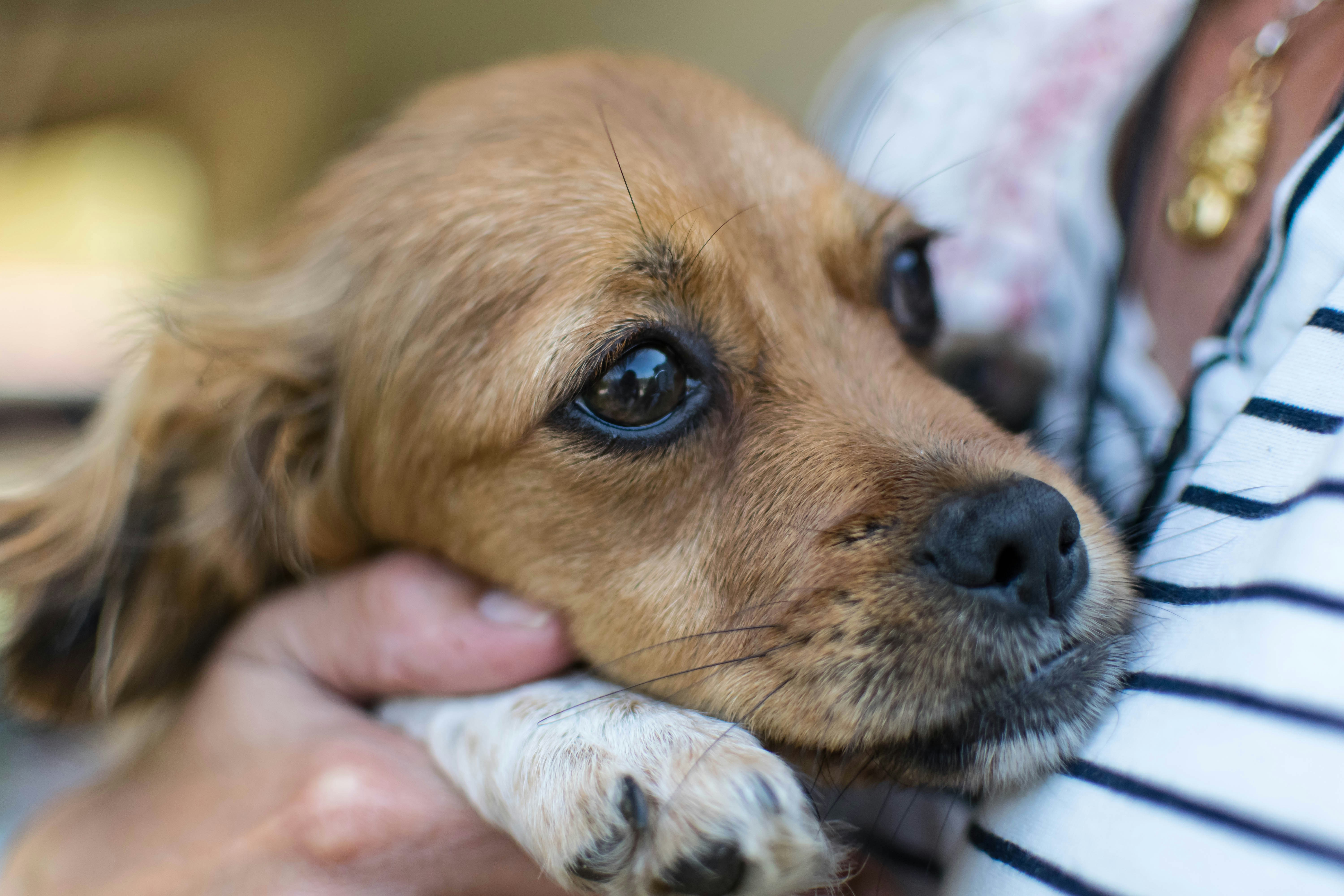 A scared puppy cuddling up to its owner