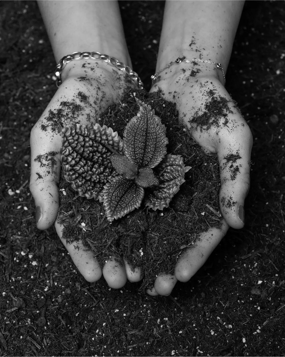 Hands holding soil with a small textured plant growing in the center, with dirt on the hands.