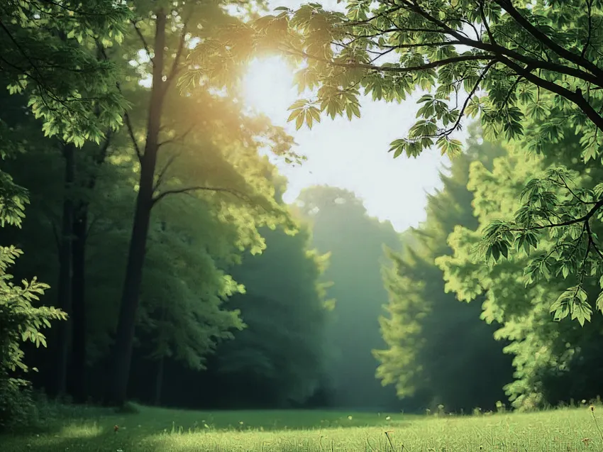 Sunlight shining through green tree branches over a grassy clearing in a peaceful forest.