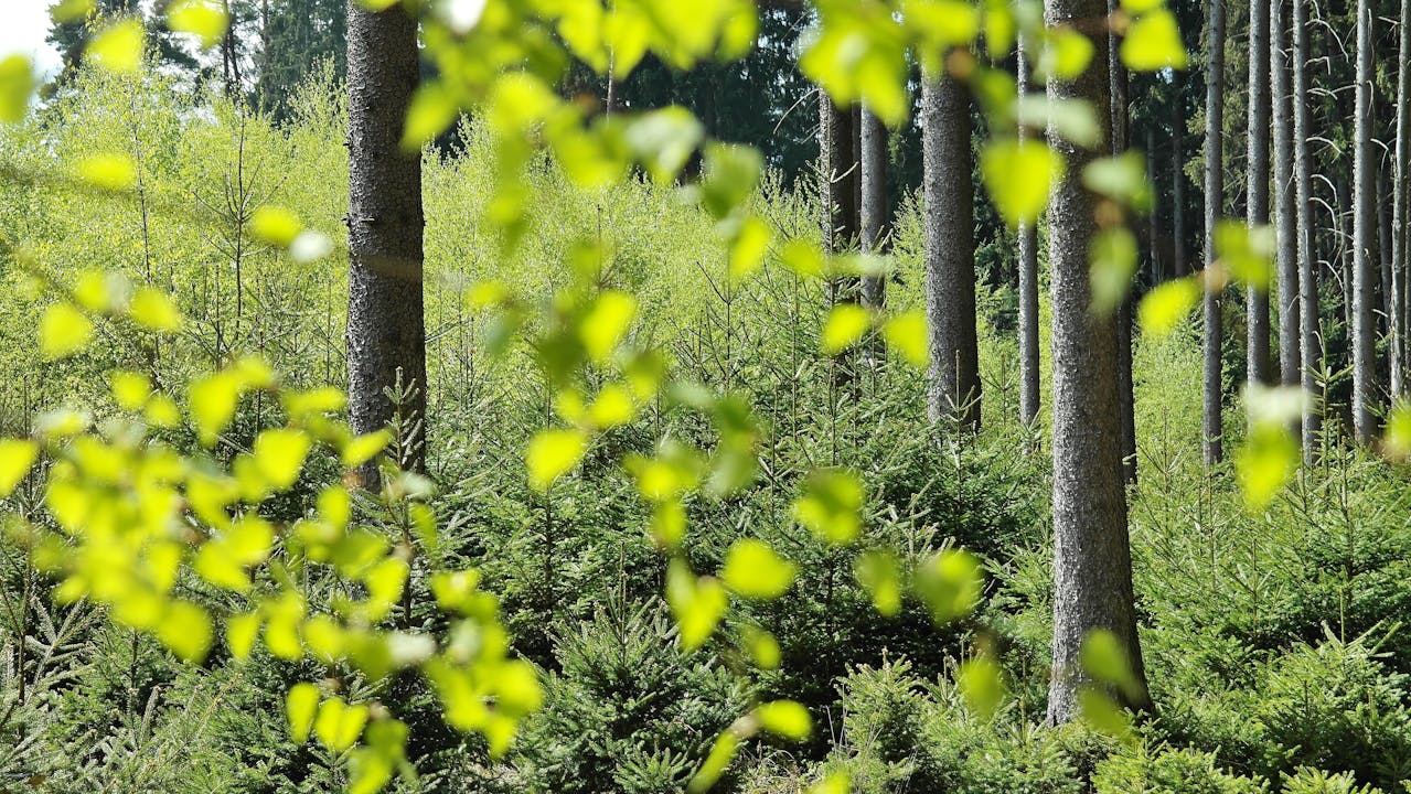 Sunlit forest with tall trees and dense green undergrowth, partially obscured by bright yellow-green leaves in the foreground.