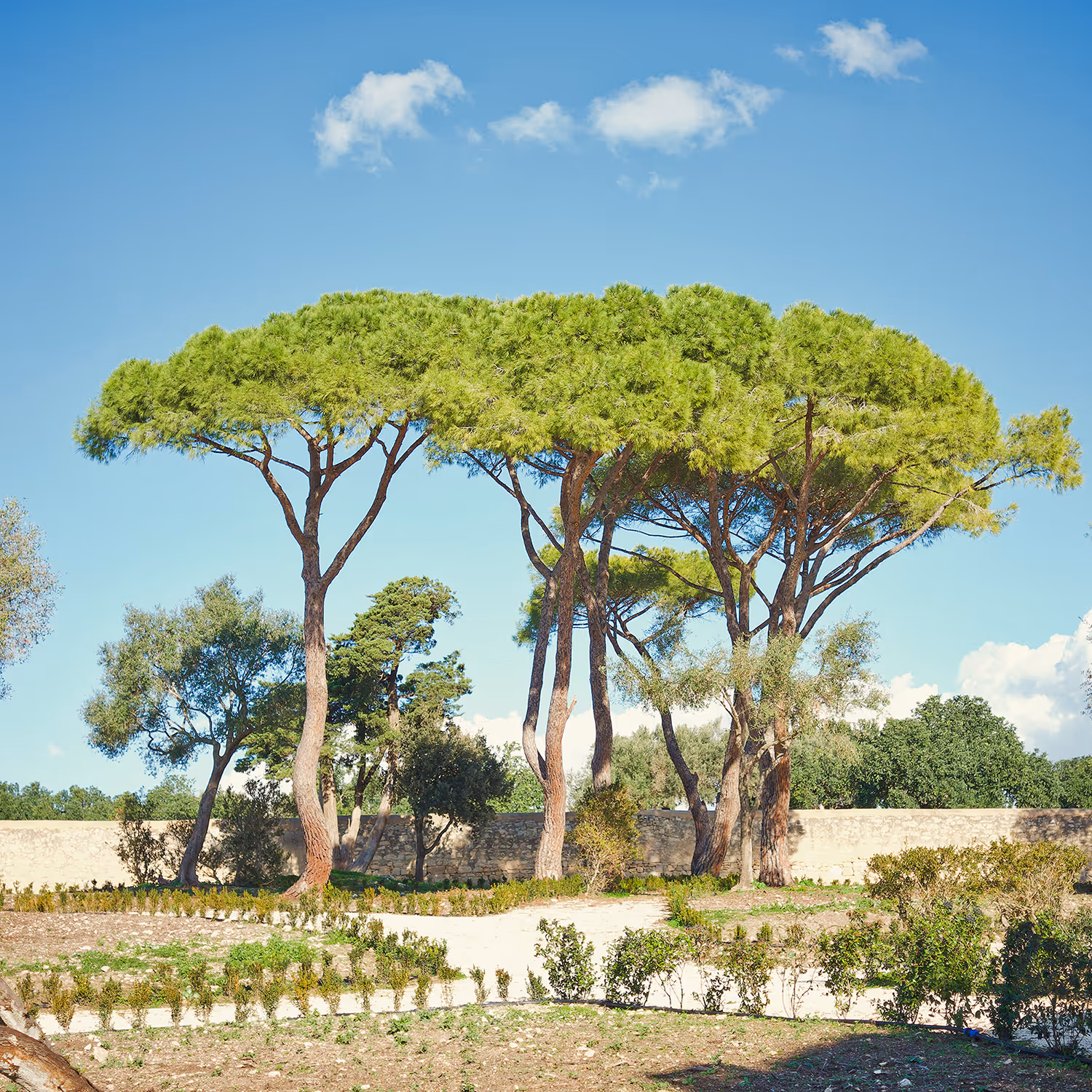 Cluster of tall pine trees with broad, umbrella-shaped green canopies under a clear blue sky, surrounded by small bushes and a stone wall.