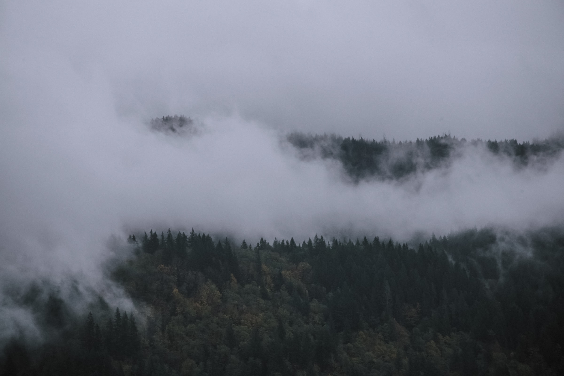 Fog covering hill of trees
