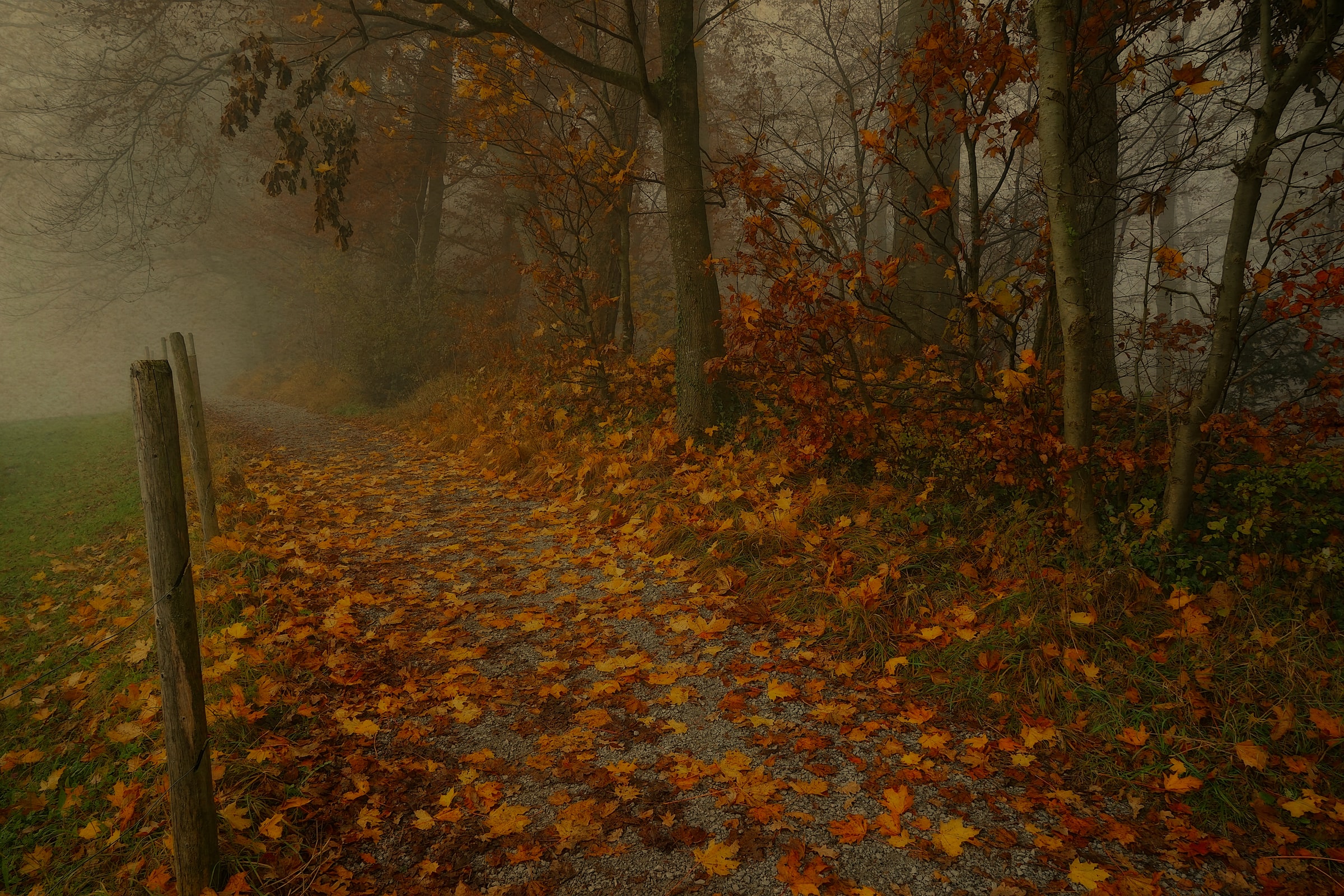 Scenic pathway landscape in fall