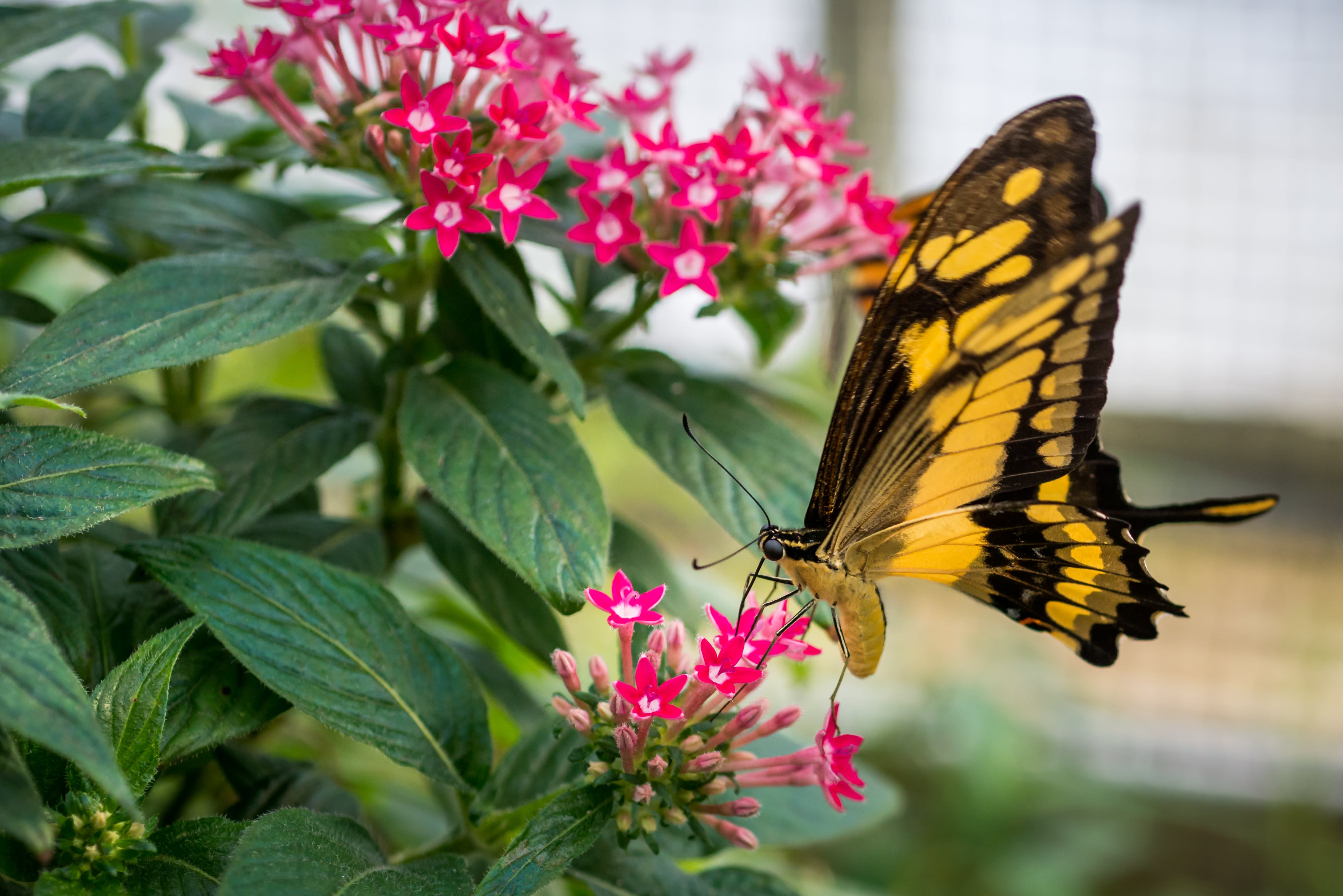 Butterfly resting on a flower 