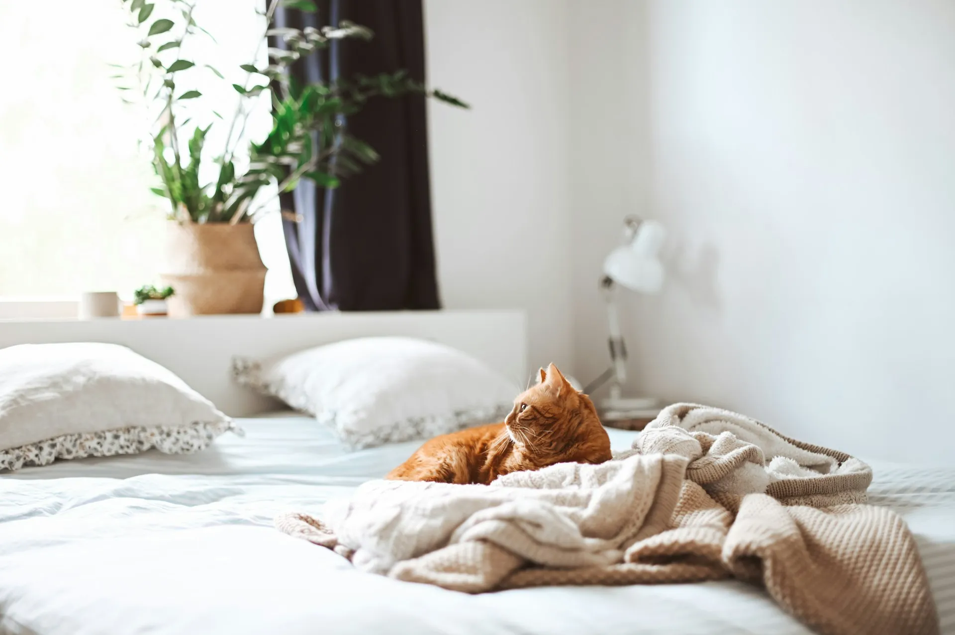How Pet Hair and Dust Affect Your Air Quality in Minneola