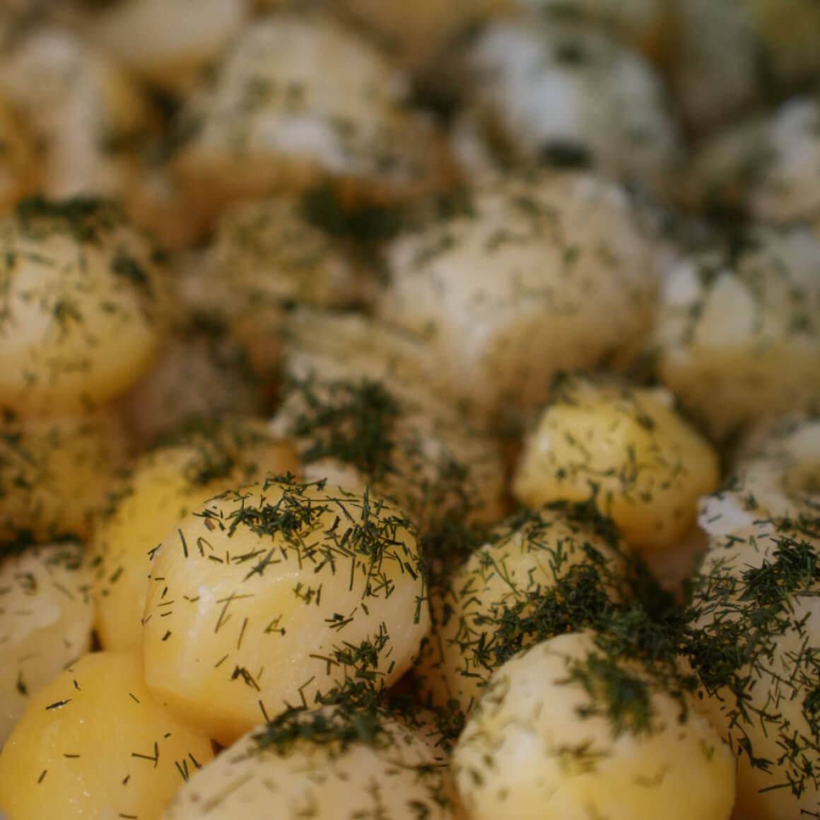 Young Potato With Dill