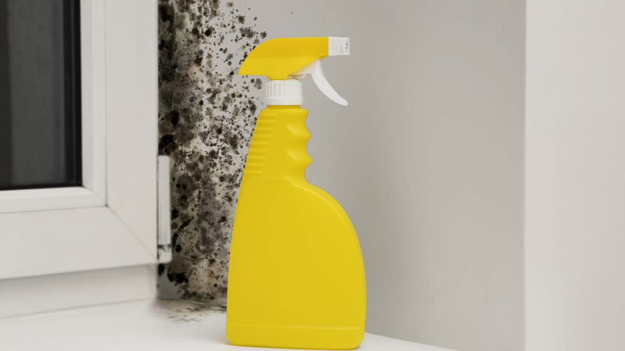 condensation on a wall