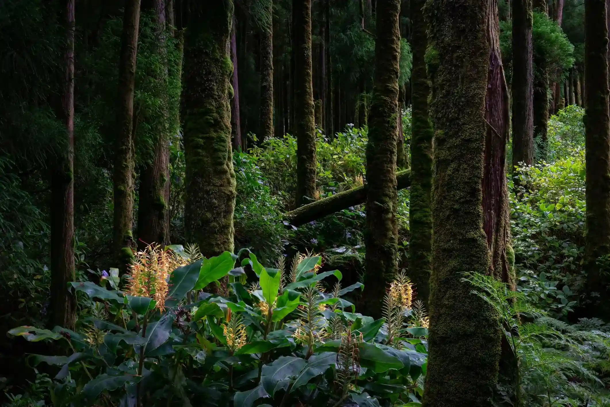 a lush green forest filled with lots of trees