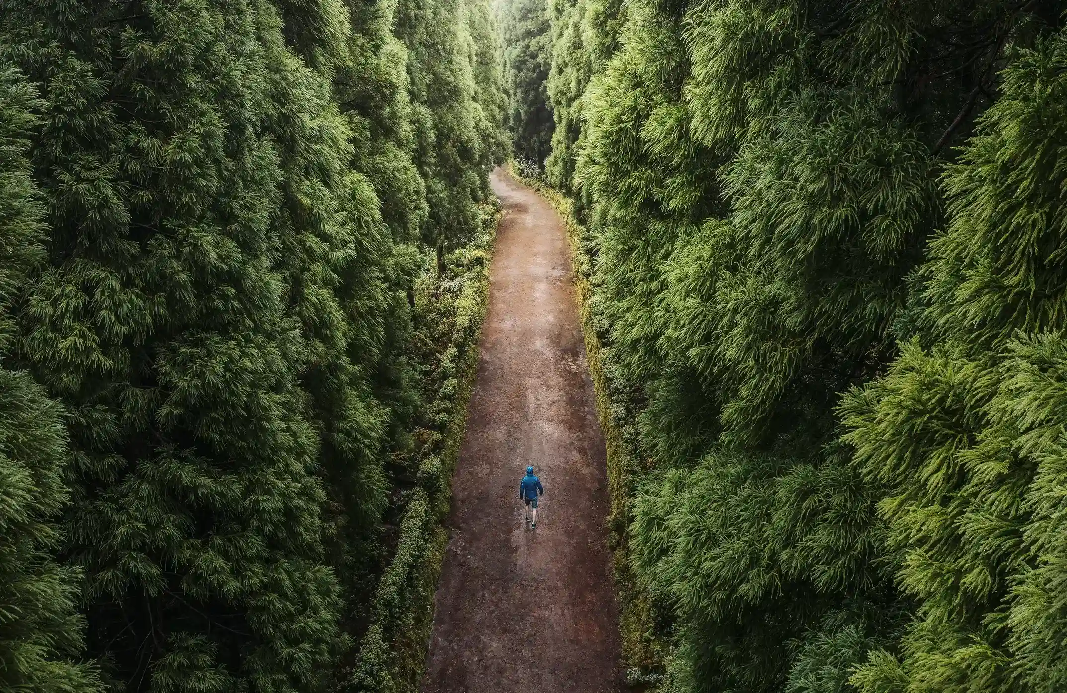 a person walking down a dirt road in the middle of a forest