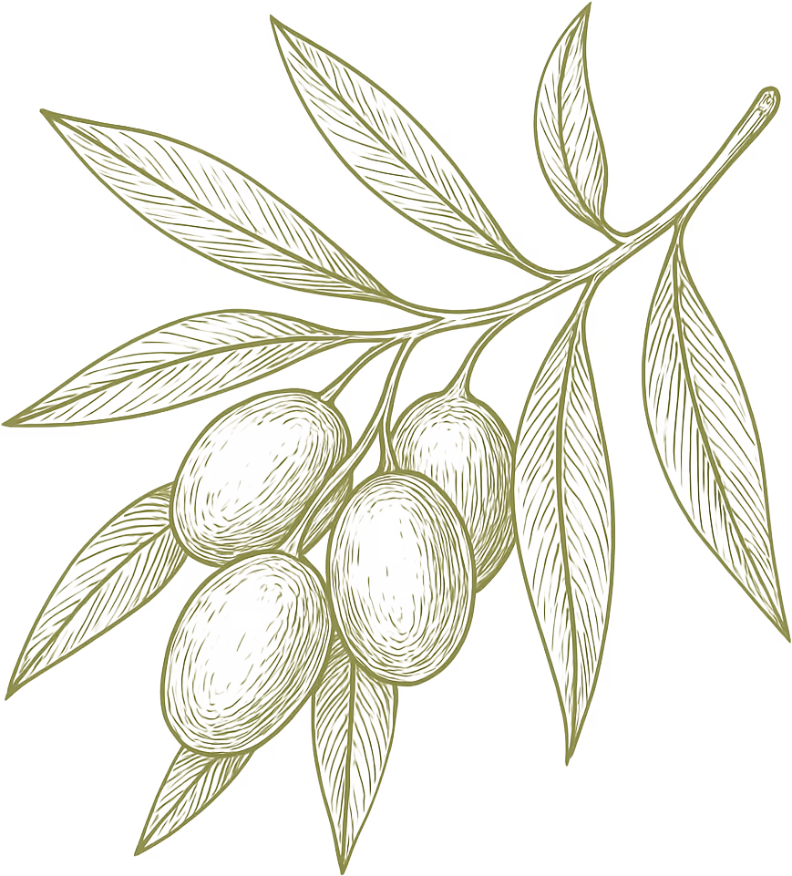 Strichzeichnung eines Olivenzweigs mit 4 Oliven und Oliveblättern