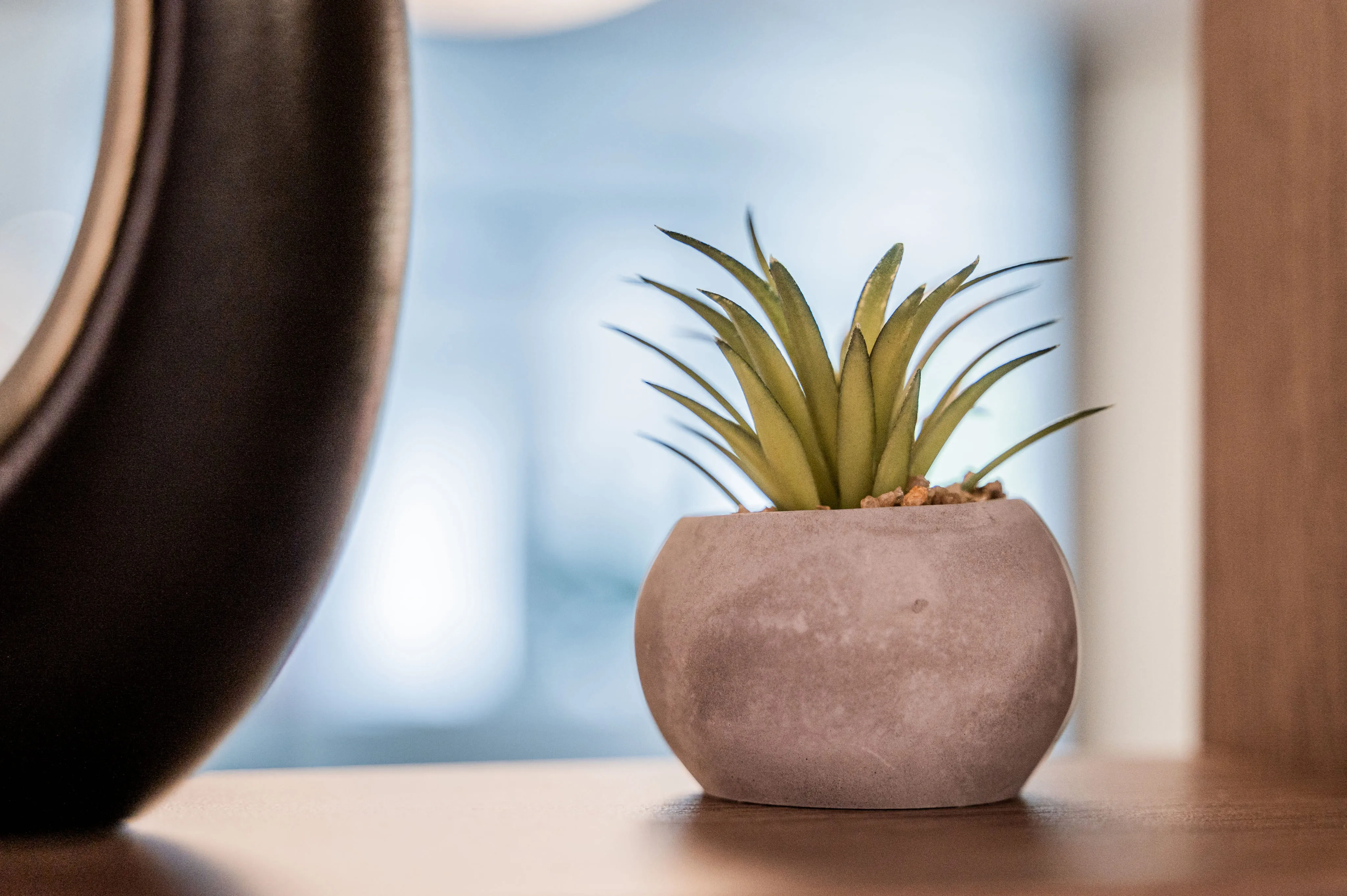 Dekorative Zimmerpflanze im modernen Büro von Ingenieurbüro Bittner