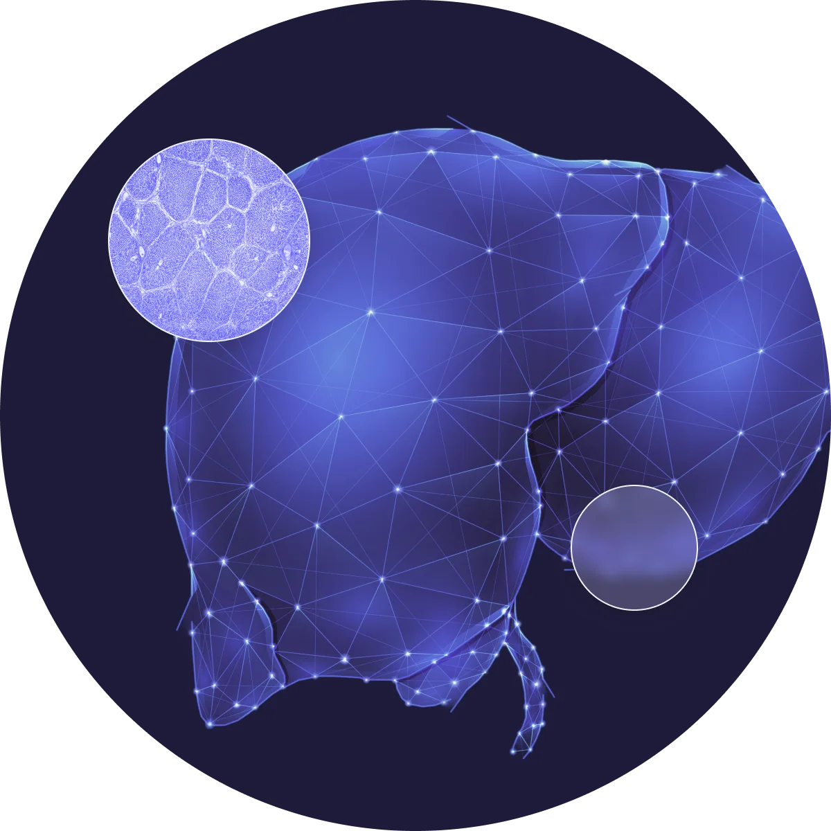 vector illustration of human liver