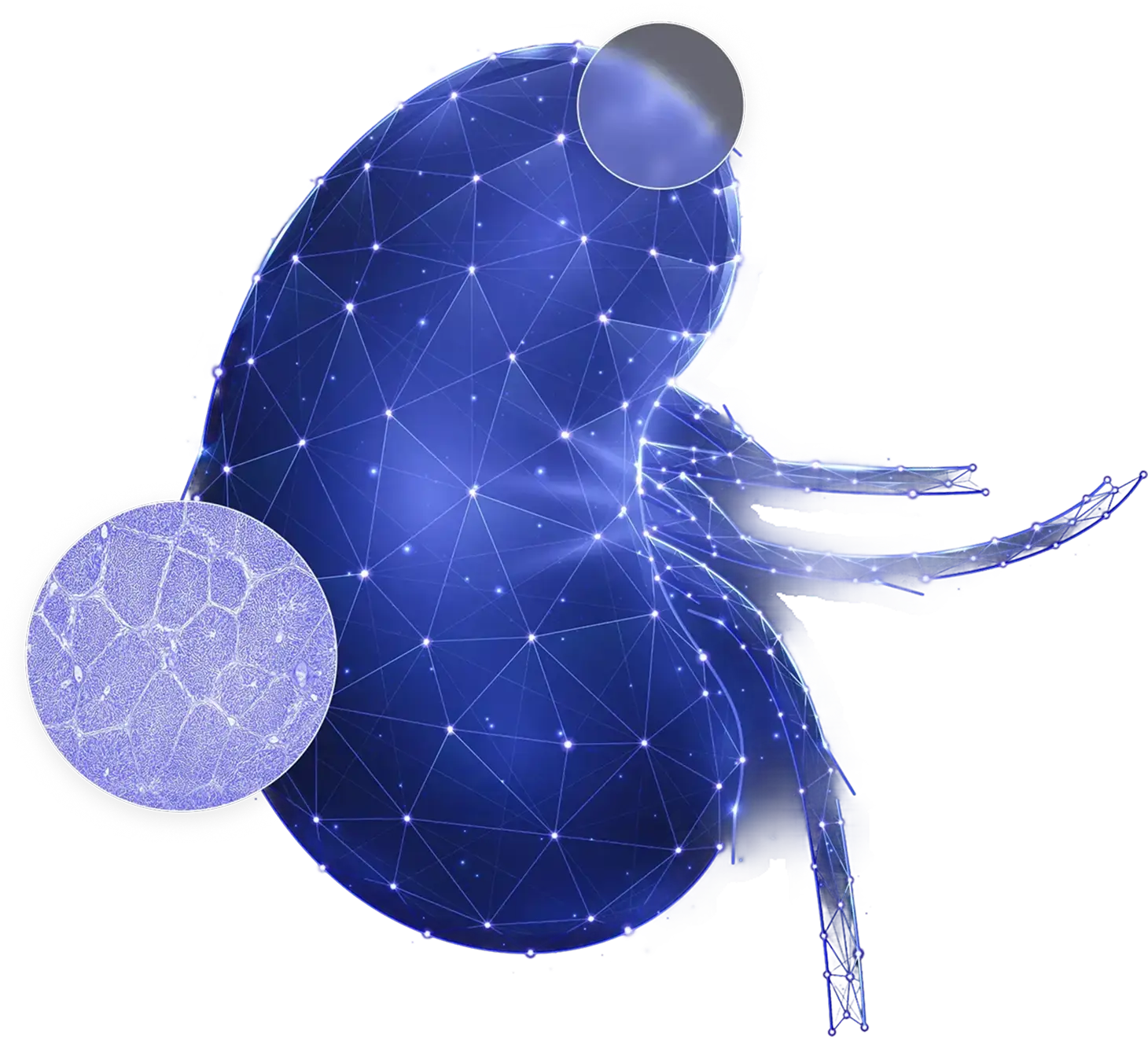 vector illustration of human kidney