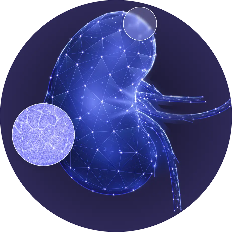vector illustration of human kidney