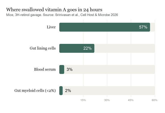 Horizontal bar chart of where swallowed vitamin A is found 24 hours after dosing in mice: liver 57 percent, gut lining cells 22 percent, blood serum 3 percent, gut myeloid cells under 2 percent