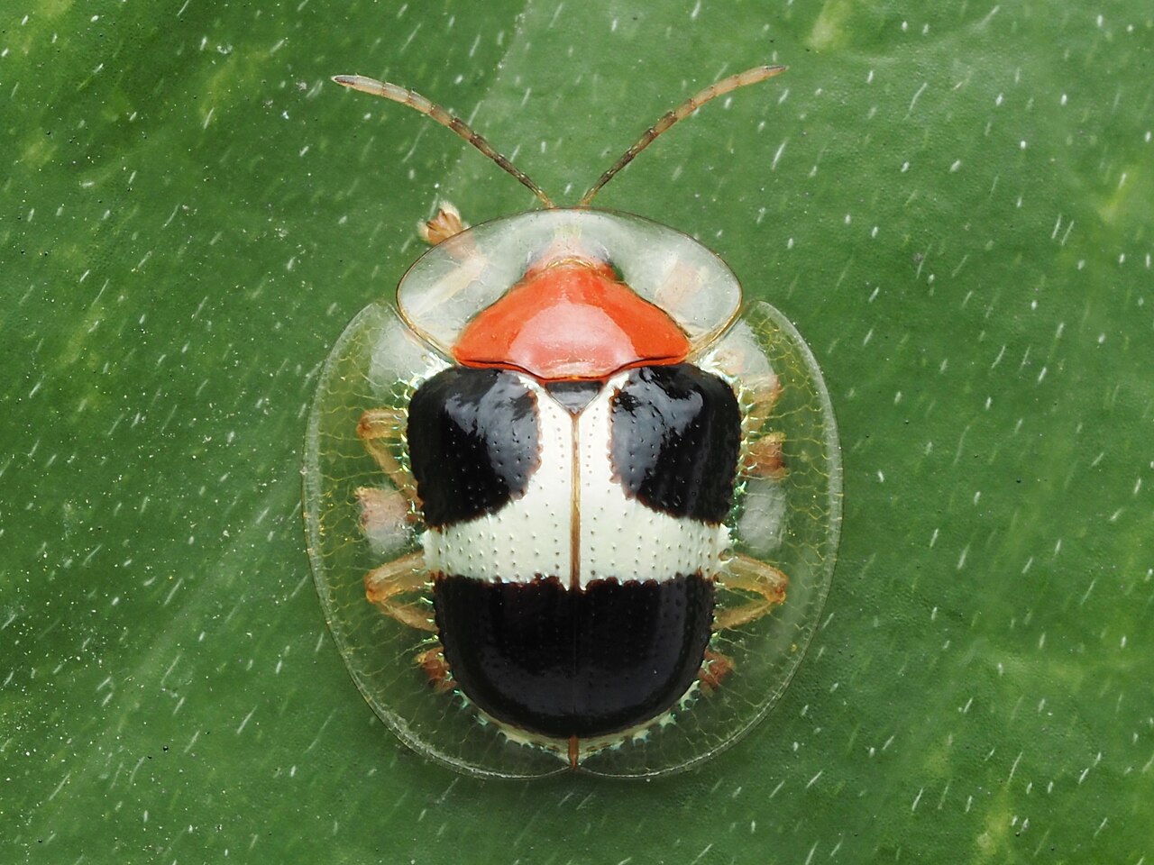 A tortoise beetle with a translucent shell rim resting on a leaf