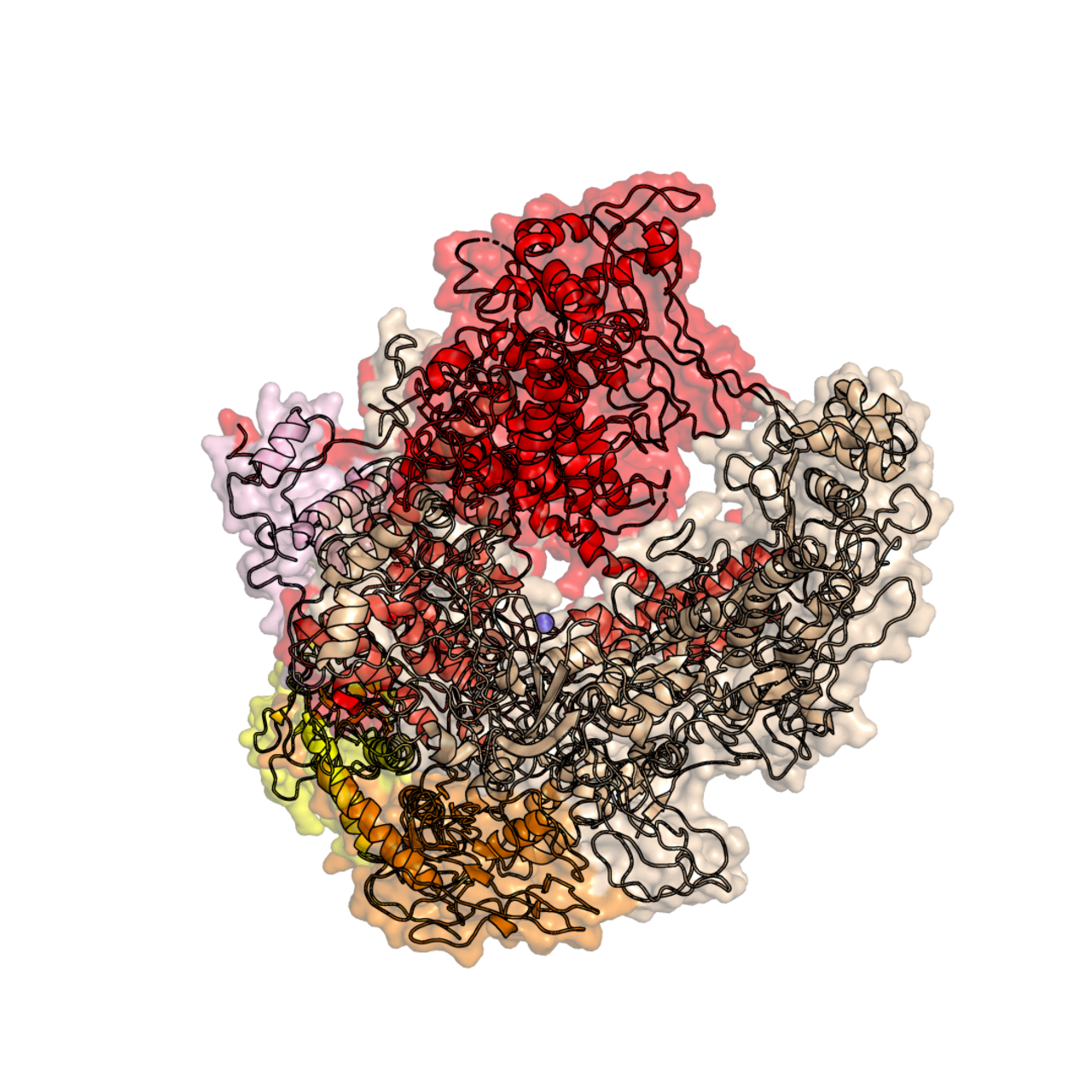 Ribbon structure of a bacterial RNA polymerase complex