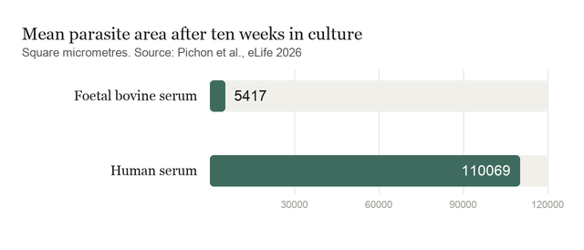 Bar chart of average worm area after ten weeks in culture: about 5,400 square micrometres in foetal bovine serum against about 110,000 in human serum
