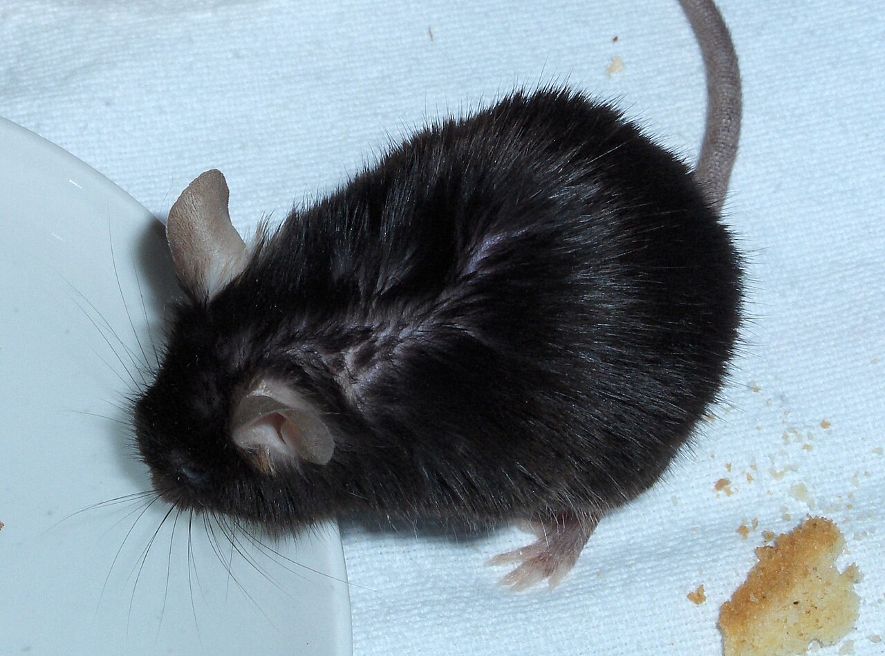 A black laboratory mouse drinking from a water bottle in its cage