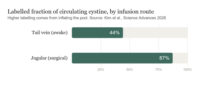 Bar chart of labelled fraction of circulating cystine: about 44 percent with tail vein infusion against about 87 percent with jugular infusion