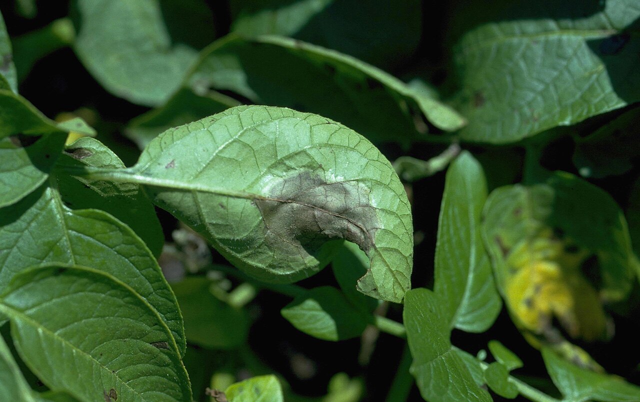 Potato leaf showing dark lesions of late blight caused by Phytophthora infestans