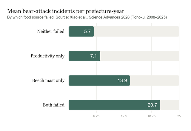 Bar chart of mean bear-attack incidents per prefecture-year: 5.7 when neither food source failed, 7.1 with a productivity deficit only, 13.9 with beech mast failure only, and 20.7 when both failed