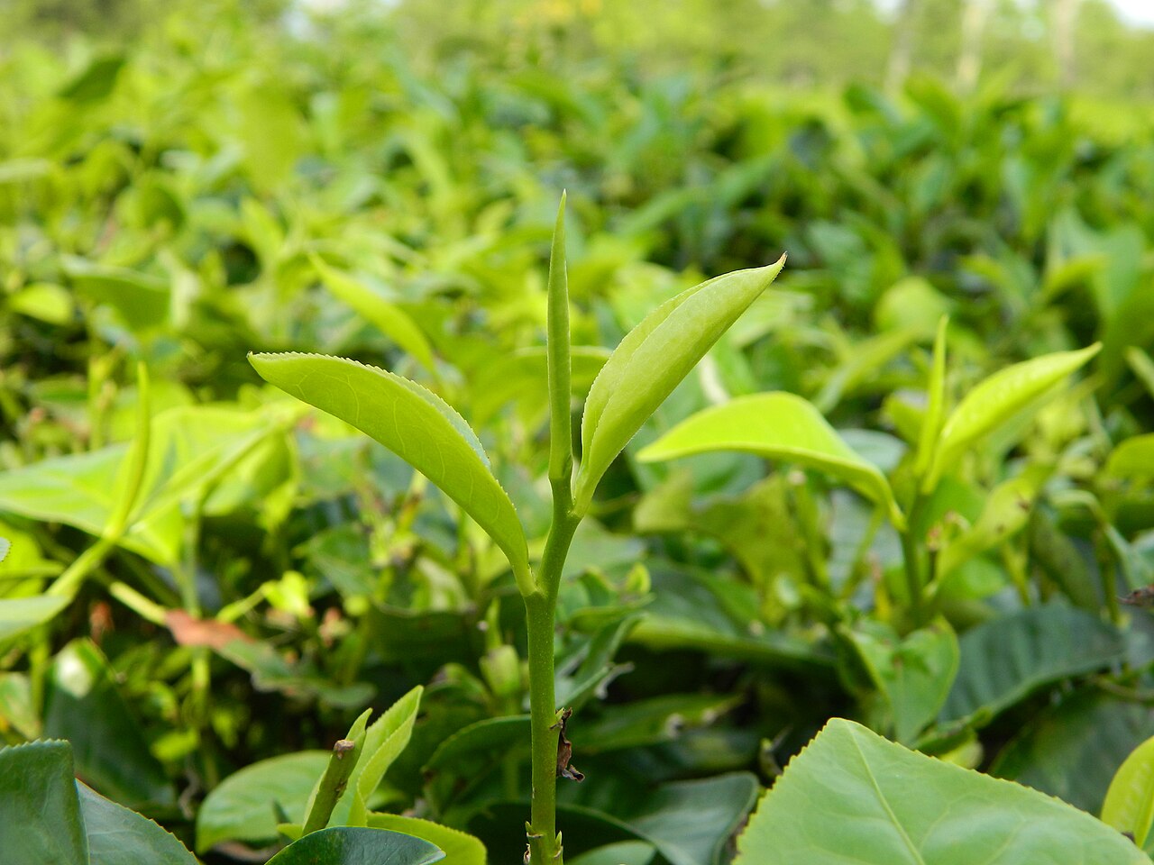 Close-up of a tea plant shoot showing two young leaves and an unopened bud