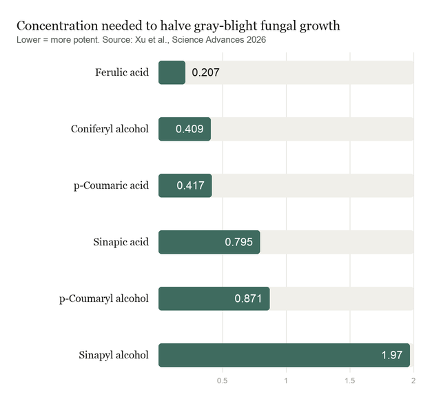 Bar chart of the concentration of six phenolic compounds needed to halve gray-blight fungal growth, ranging from 0.207 to 1.97 milligrams per millilitre