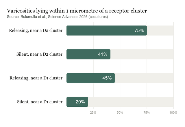 Bar chart showing 75% of releasing varicosities within one micrometre of a D2 receptor cluster versus 41% of silent ones, and 45% versus 20% for D1