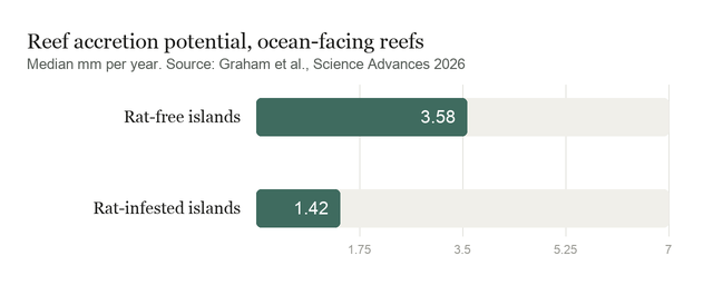 Bar chart comparing median reef accretion potential on ocean-facing reefs: 3.58 millimetres per year around rat-free islands versus 1.42 millimetres per year around rat-infested islands