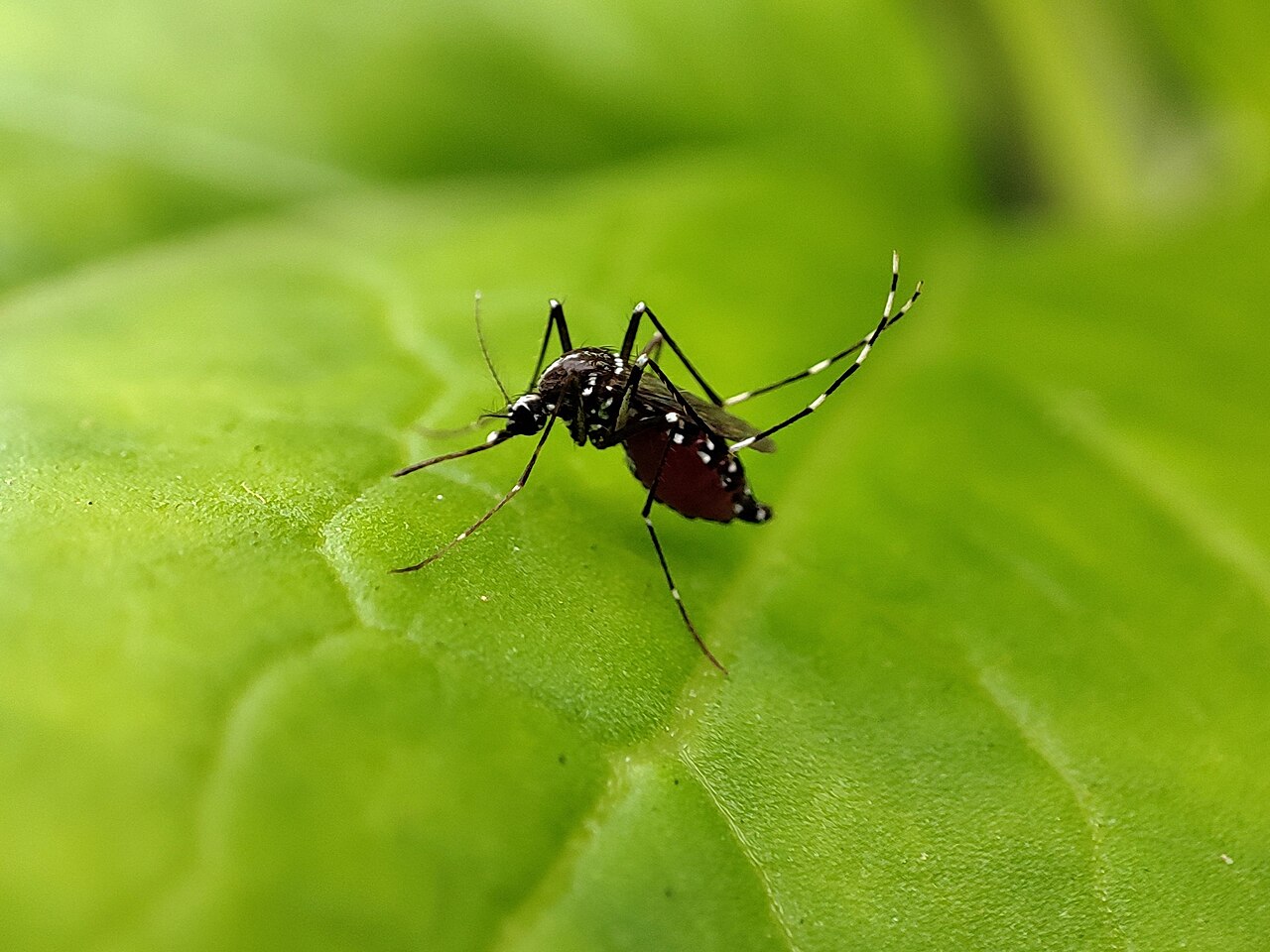 An Aedes aegypti mosquito resting on a leaf