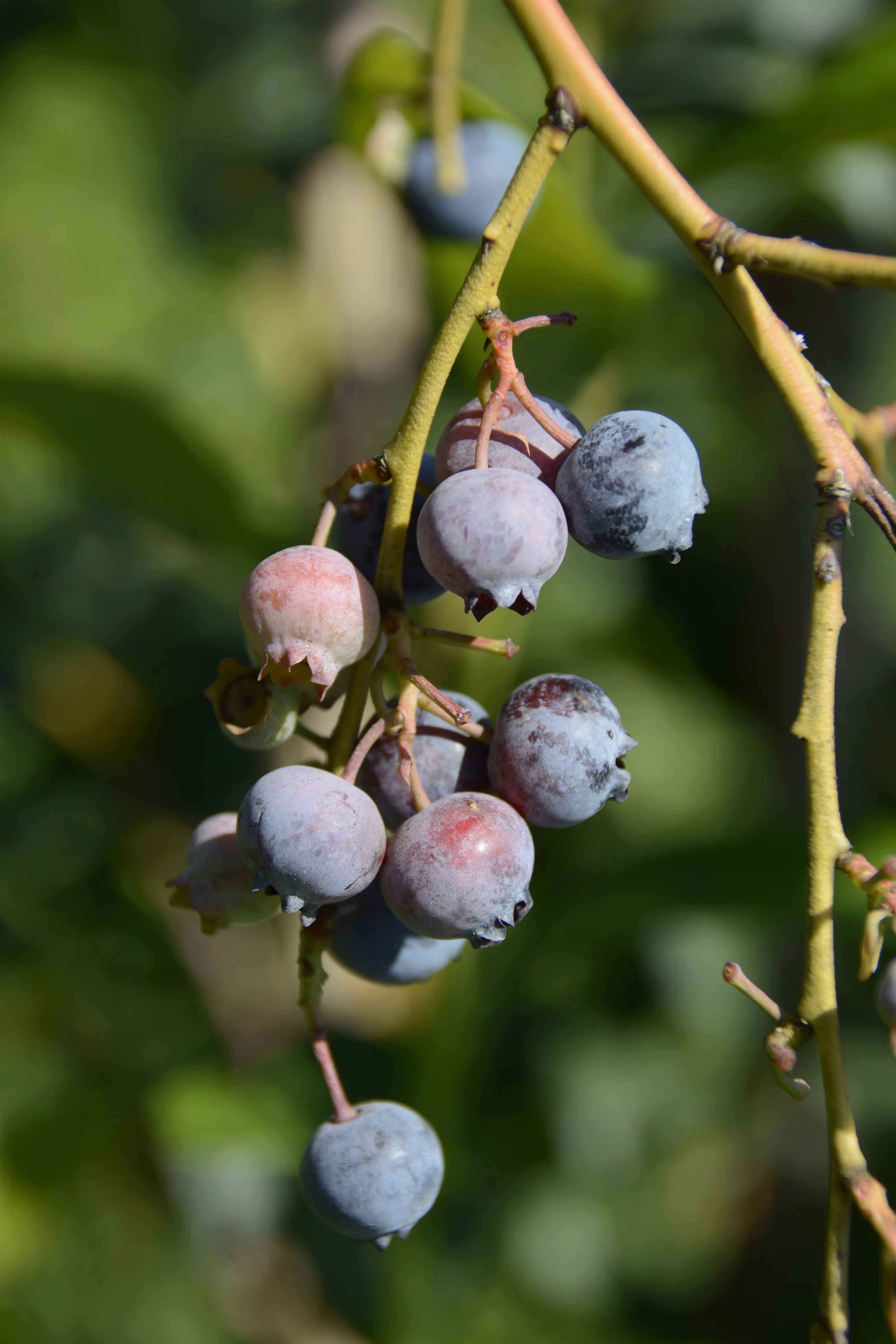greenhouse solutions Blueberries