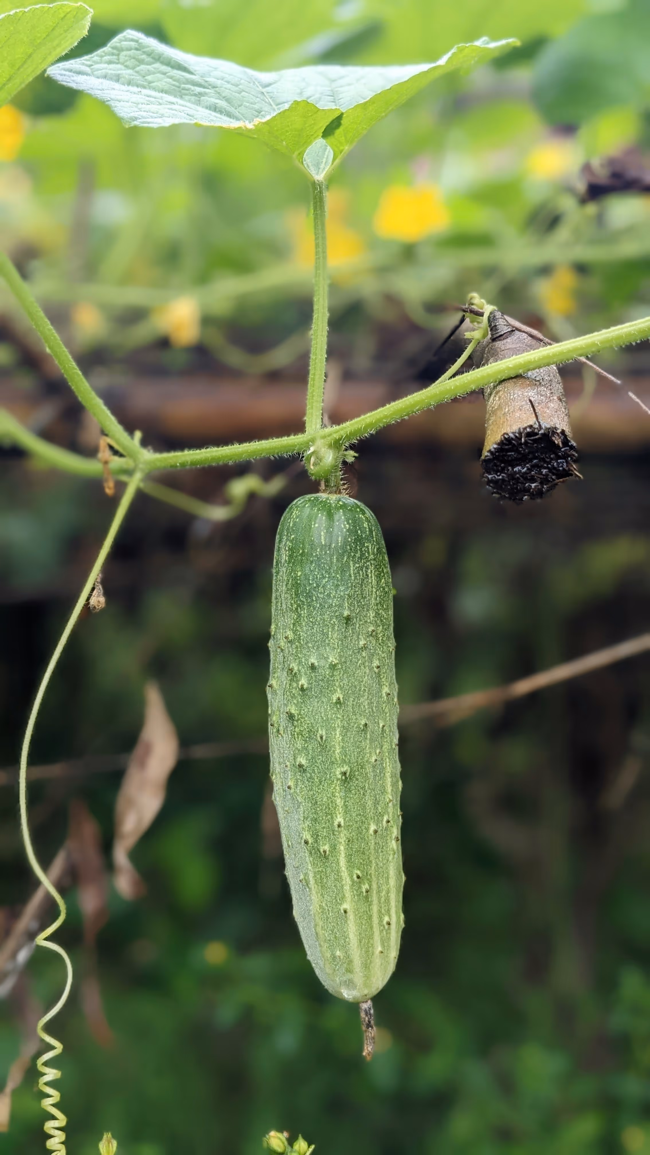 greenhouse solutions Cucumbers