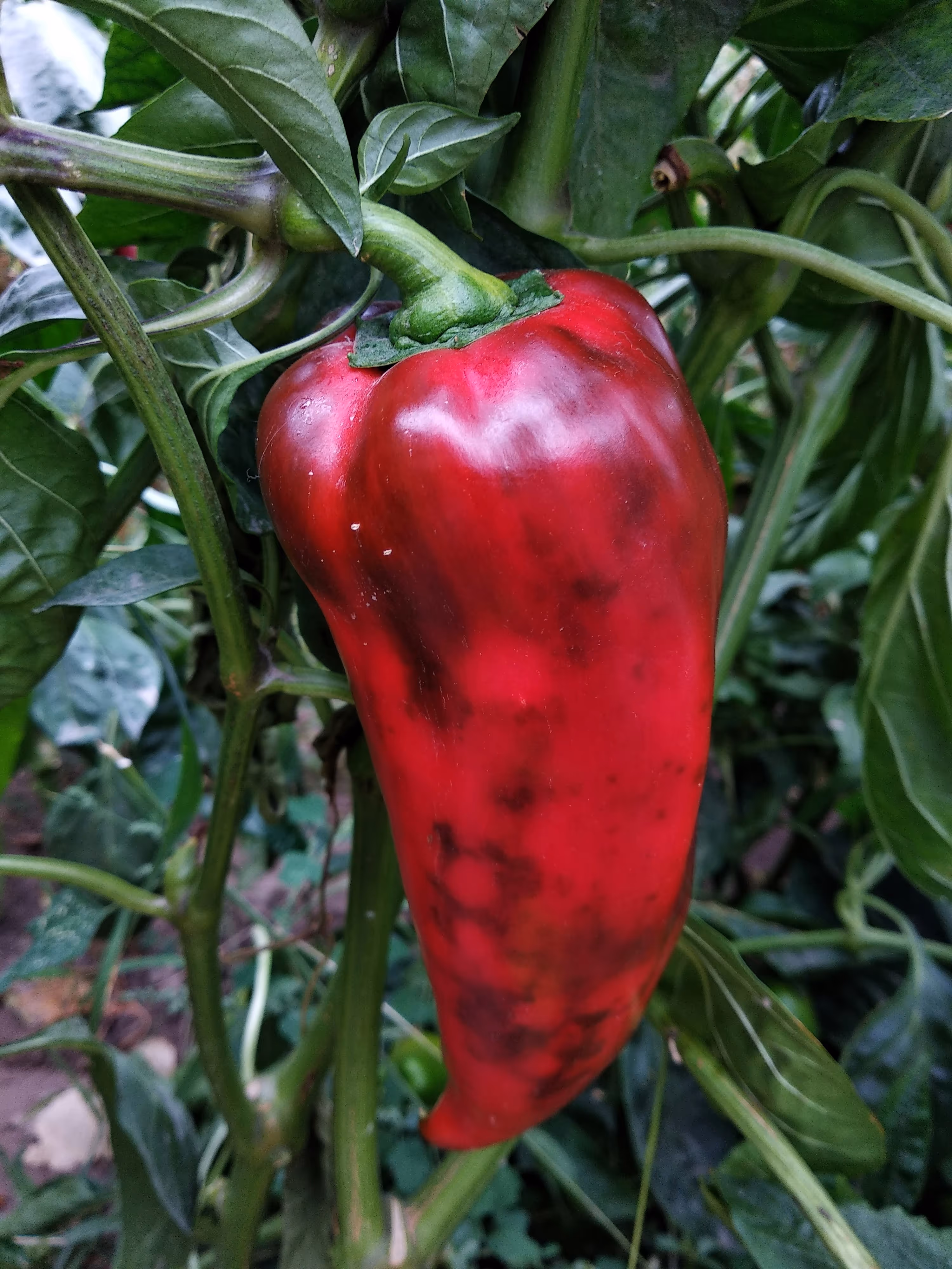 greenhouse solutions Bell peppers