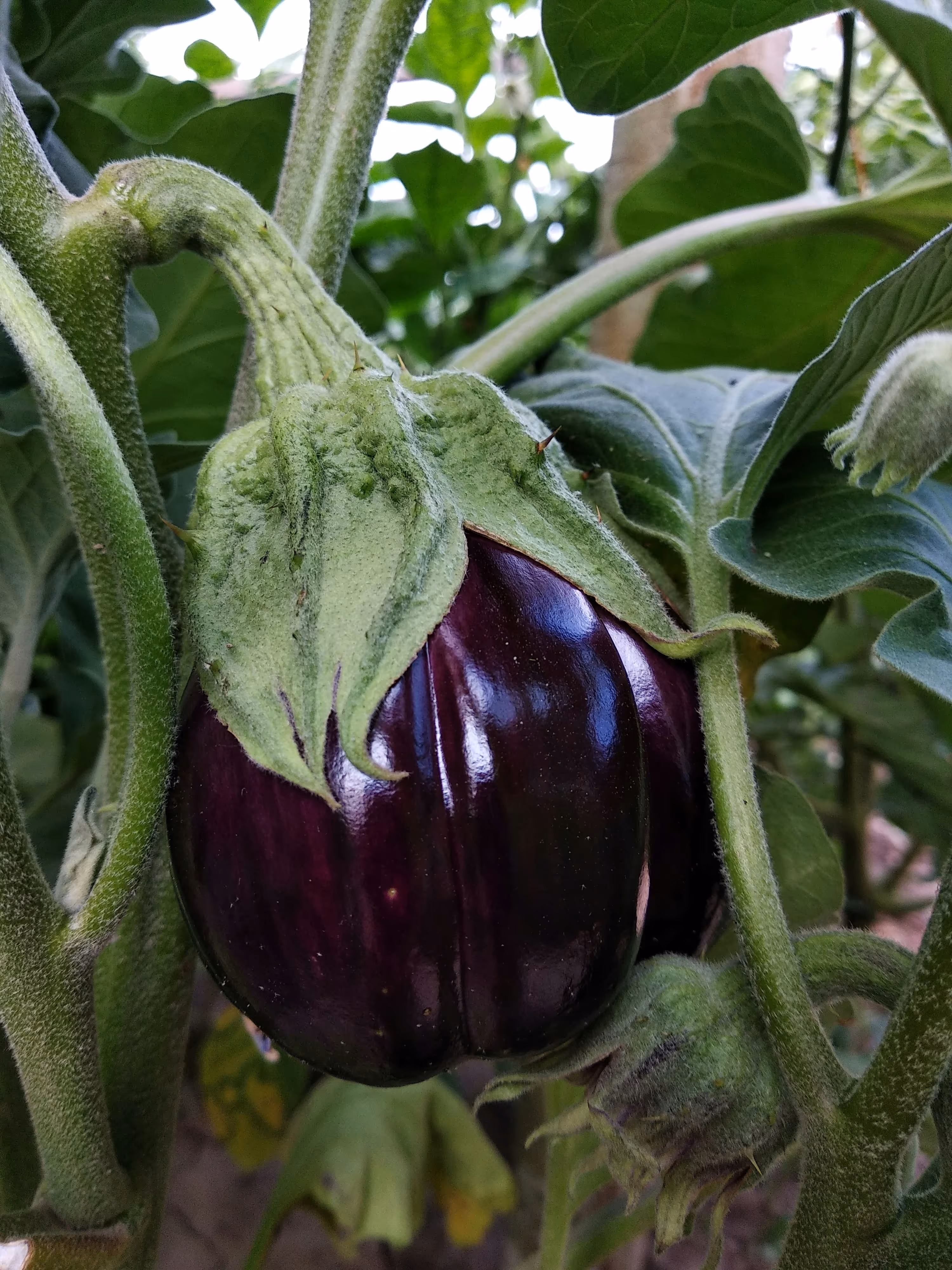 greenhouse solutions Aubergine