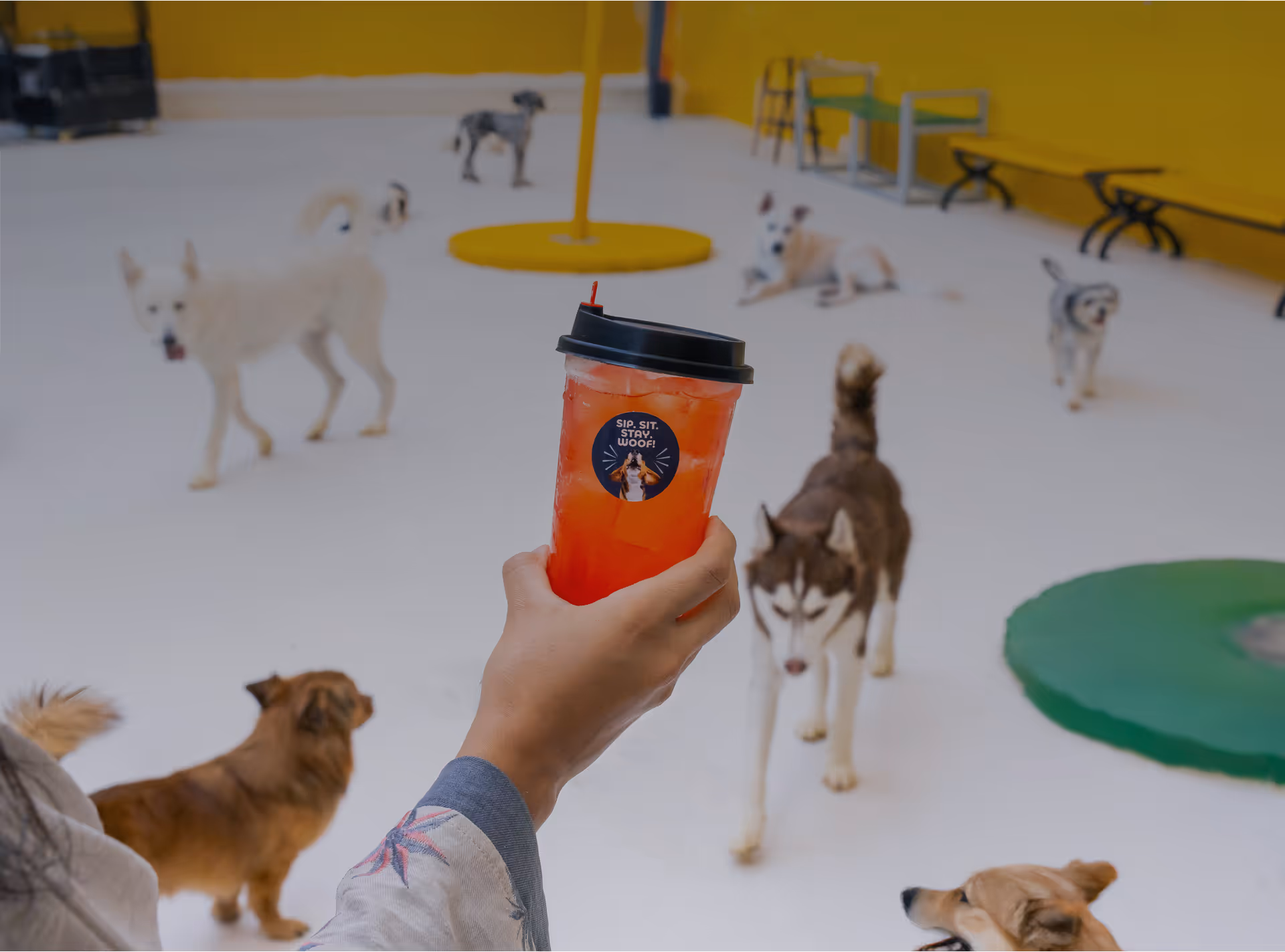 The Social Pup