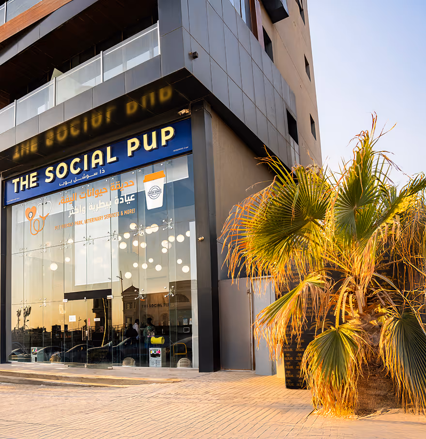 The Social Pup