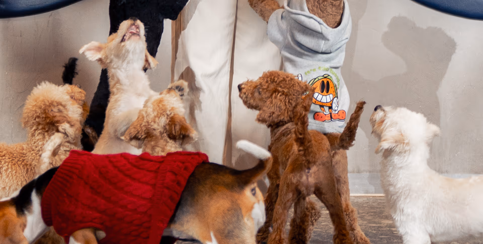 Dogs