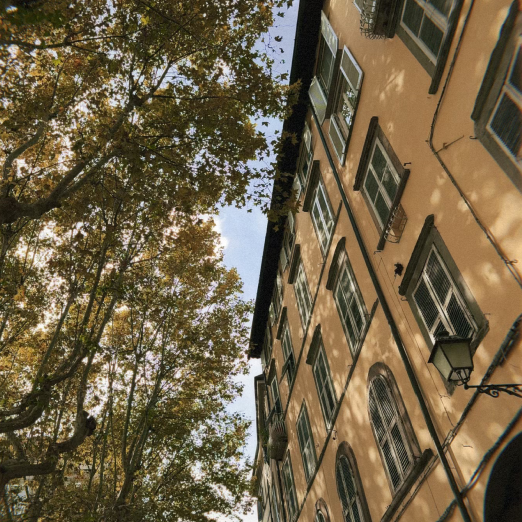 looking up at the trees and buildings in Italy