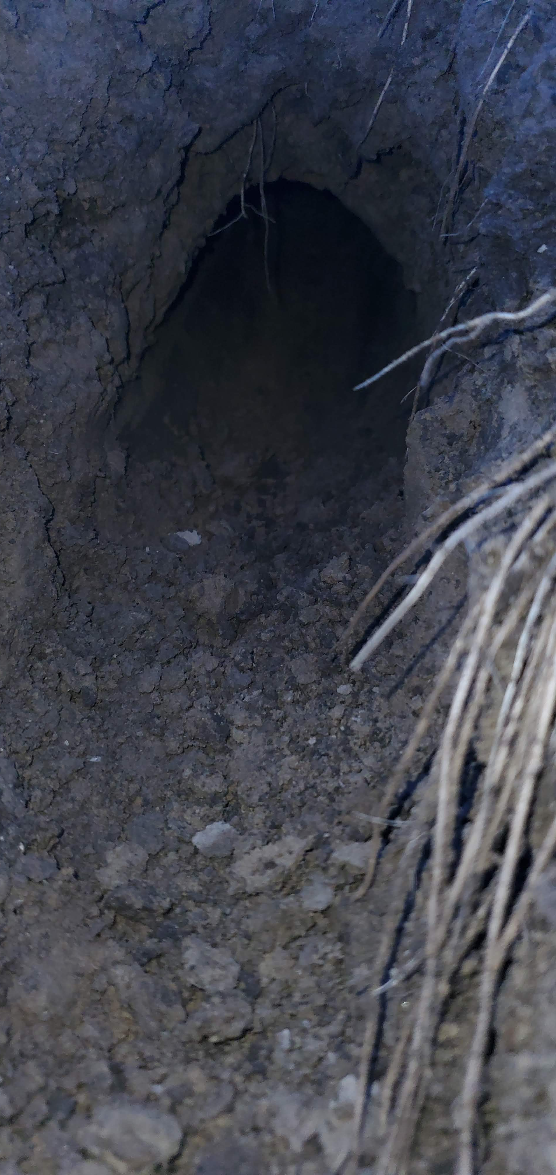 Close up exit hole of an underground Mole Plow channel