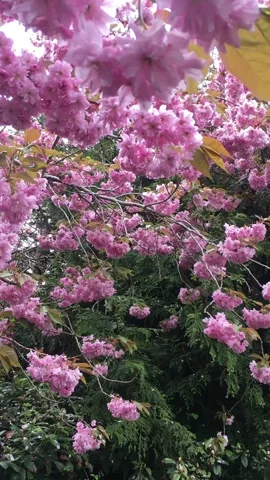 New York welcomes spring and Ophelia