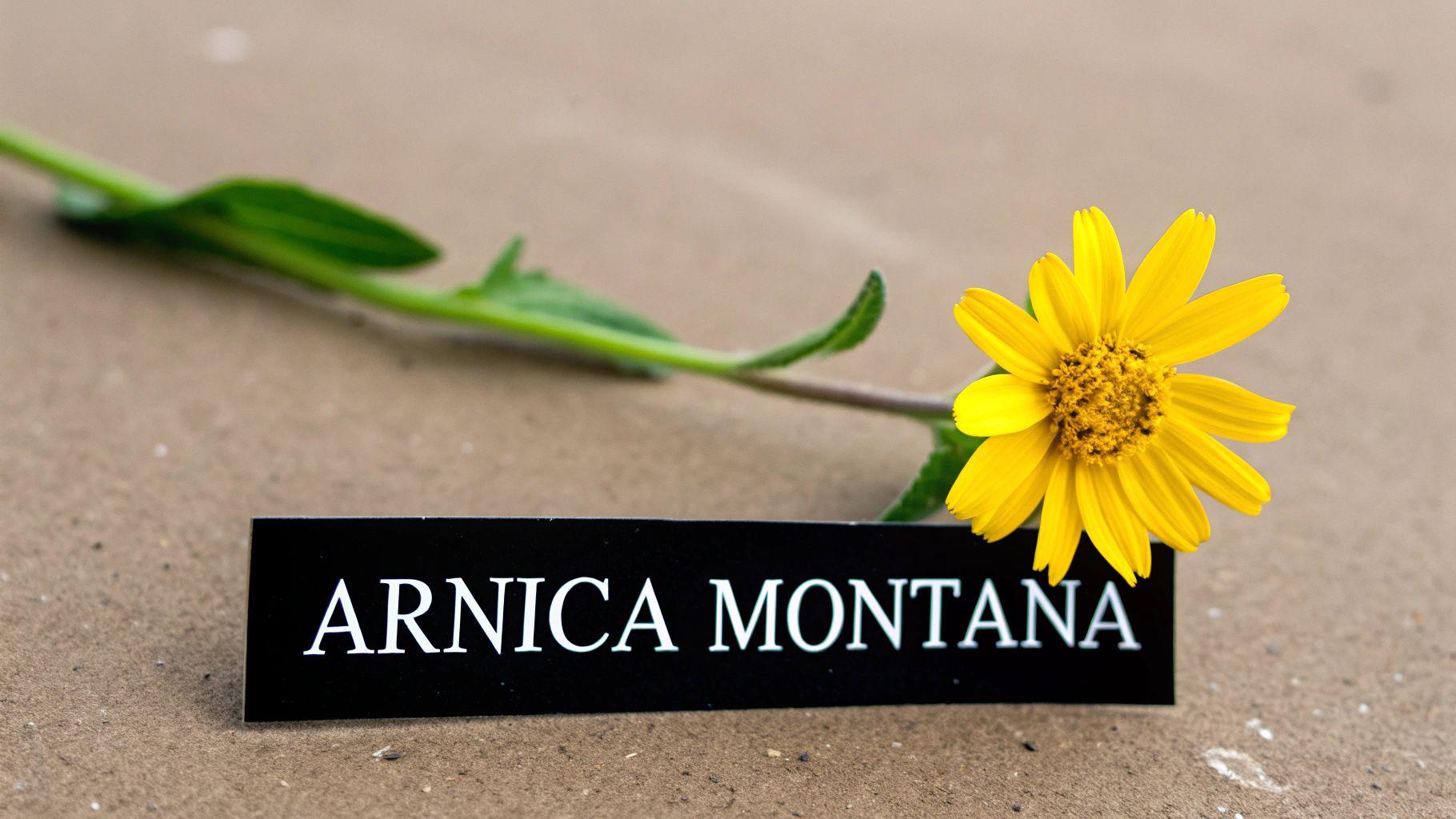 A yellow Arnica Montana flower with its green stem and a black label on a light brown surface.