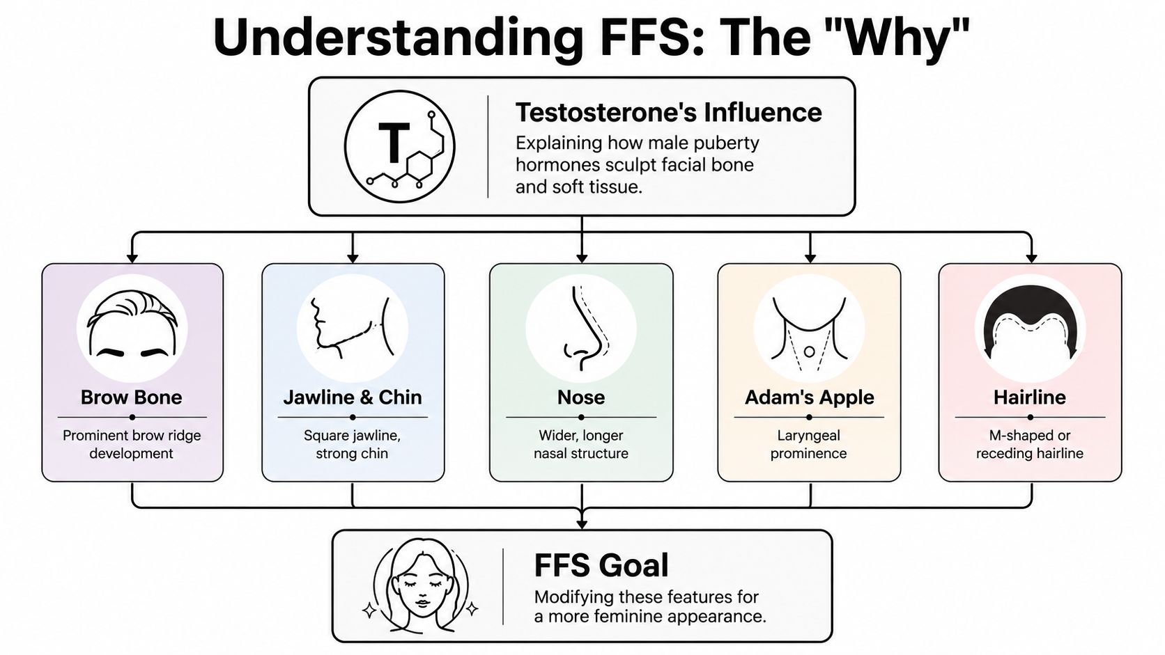 A diagram explaining how testosterone influences facial structure and the goals of facial feminization surgery.