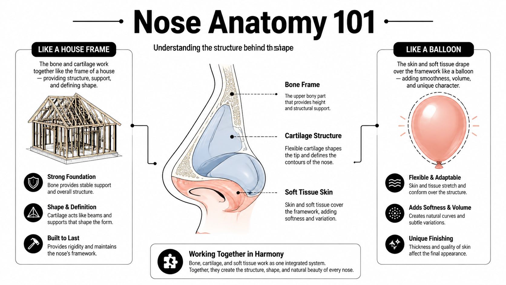 An infographic titled Nose Anatomy 101 showing the bone, cartilage, and soft tissue structure of the nose.